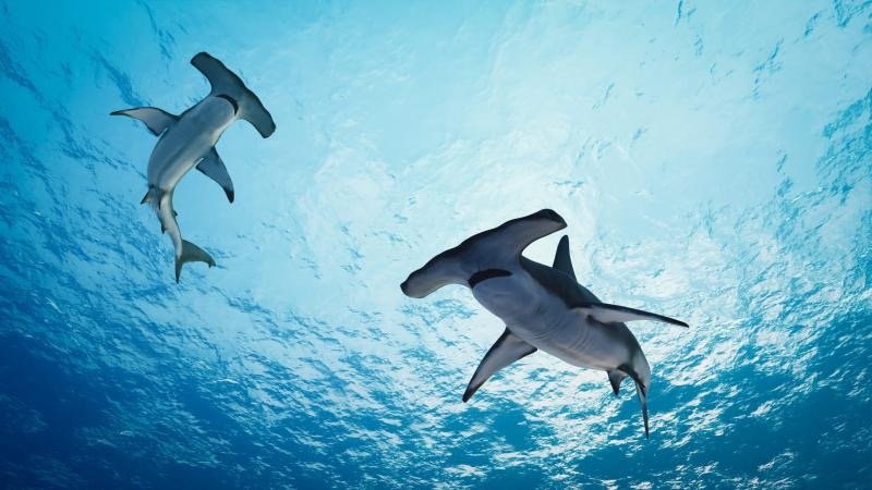 UNEP-WCMC and Google to harness AI to tackle unsustainable wildlife trade - UNEP-WCMC